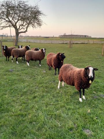 nieuwsgierige schapen