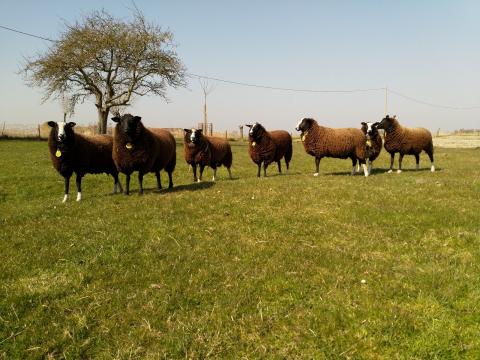 zonnige dag voor de schapen